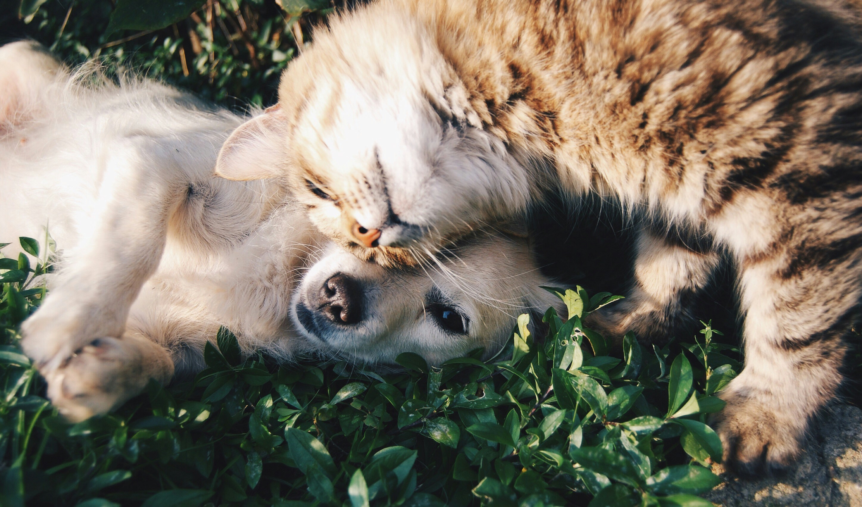 VetCare Pro