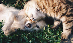 PatiPlus Ortopedik Köpek Yatağı