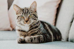 KuyrukCo Kedi Tırmalama Kulesi 120cm
