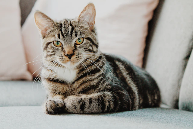 BonaVet Yavru Kedi Maması Somonlu