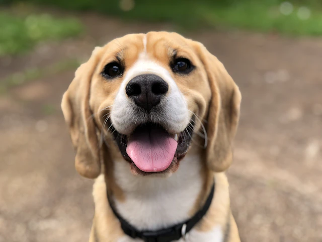 PatiPlus Köpek Ödül Bisküvisi Etli