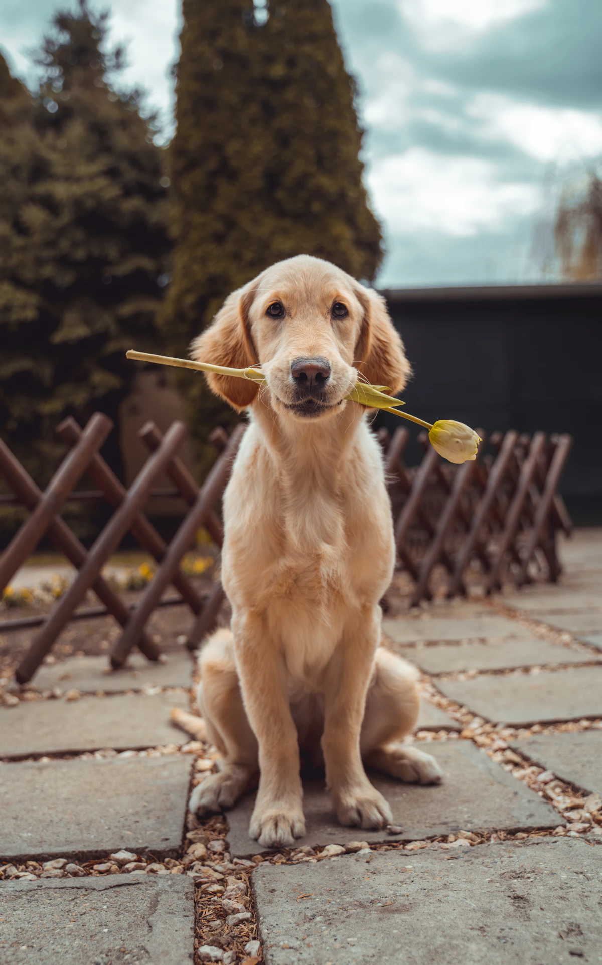KuyrukCo Köpek Yağmurluğu