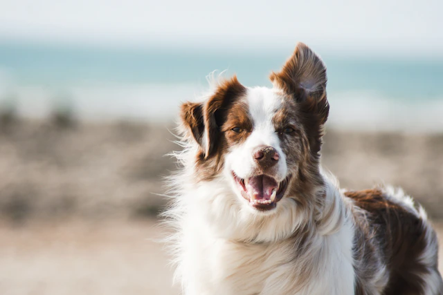 DoğalPati Tahılsız Somonlu Köpek Maması