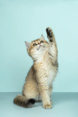 Mırnav Kedi Oyun Tüneli 3 Yollu
